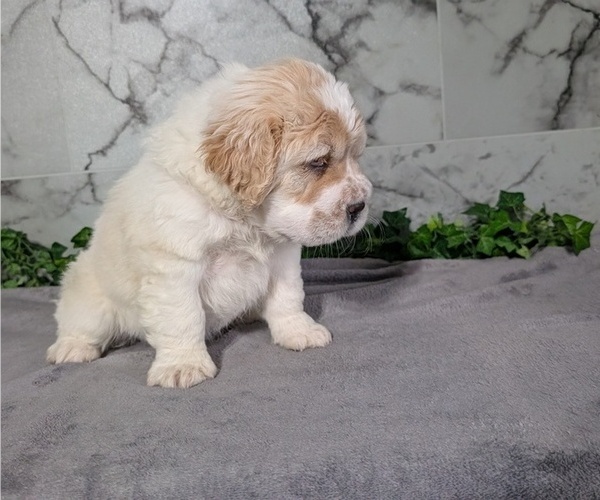Medium Photo #8 Cocker-Pei Puppy For Sale in GOSHEN, IN, USA