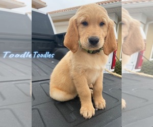 Golden Retriever Puppy for sale in CLERMONT, FL, USA