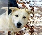 Small #2 Siberian Husky