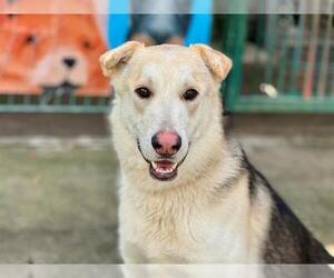 German Shepherd Dog Dogs for adoption in Petaluma, CA, USA