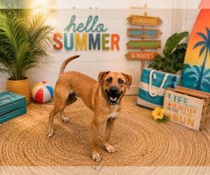 Tucker - Male Black Mouth Cur-Unknown Mix Dog for Adoption - Photo #3