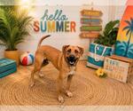 Small #2 Black Mouth Cur Mix
