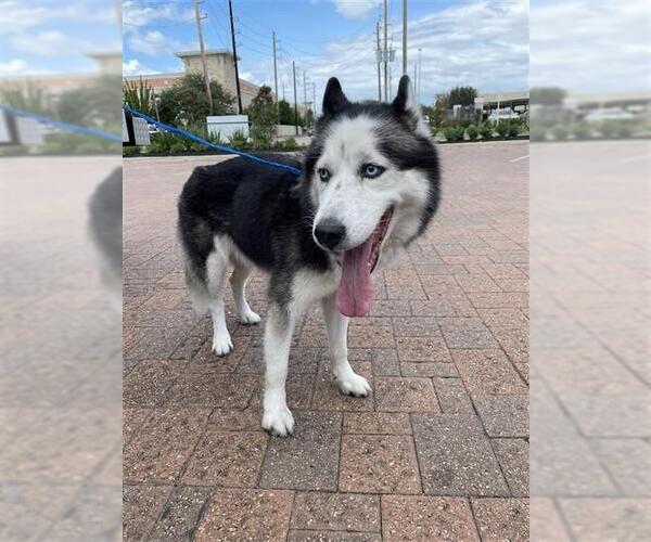 Medium Photo #1 Siberian Husky Puppy For Sale in Houston, TX, USA