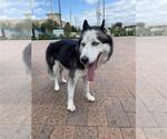 A663511 - Female Siberian Husky Dog for Adoption - Small photo