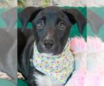 Small Labrador Retriever Mix