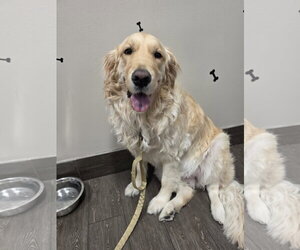 LILO - Female Golden Retriever Dog for Adoption - Photo #3