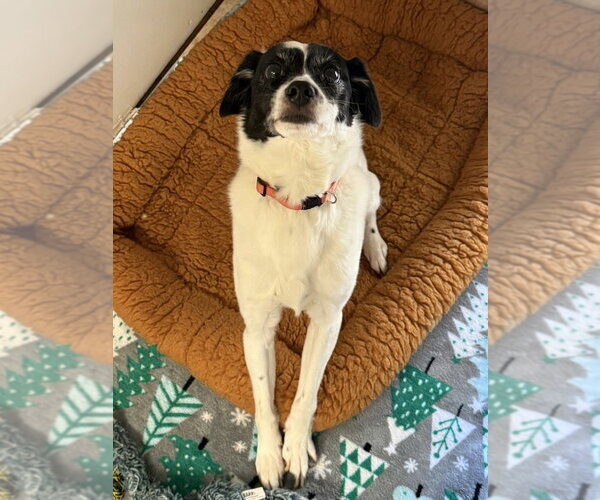 Medium Photo #4 Jack Russell Terrier-Unknown Mix Puppy For Sale in Osgood, IN, USA
