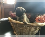 Small Photo #2 Pug Puppy For Sale in DAYTON, VA, USA