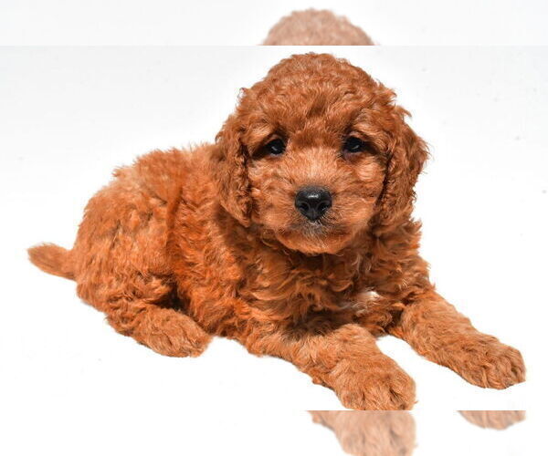 Medium Photo #47 Goldendoodle mix (+ Poodle Miniature) Puppy For Sale in DURHAM, CT, USA