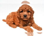 Small #46 Goldendoodle mix (+ Poodle Miniature)
