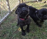 Small #4 Pug