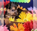 Small #2 Yorkshire Terrier
