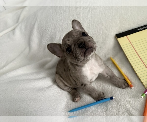 Medium Photo #5 French Bulldog Puppy For Sale in OPP, AL, USA