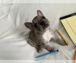 Small #4 French Bulldog