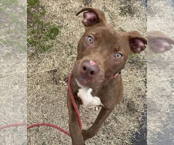 Medium Photo #5 Mutt Puppy For Sale in Evansville, IN, USA