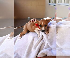 American Pit Bull Terrier-Unknown Mix Dogs for adoption in McKinney, TX, USA