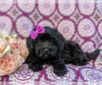 Small Photo #4 Poodle (Miniature) Puppy For Sale in OXFORD, PA, USA