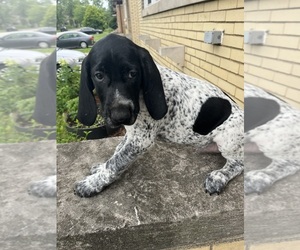German Shorthaired Pointer Puppy for sale in GARY, IN, USA