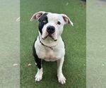 Small #2 American Bulldog