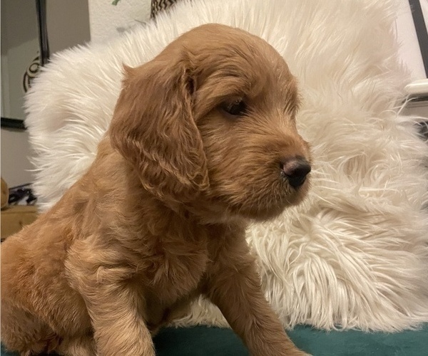 Medium Photo #1 Goldendoodle (Miniature) Puppy For Sale in RENO, NV, USA