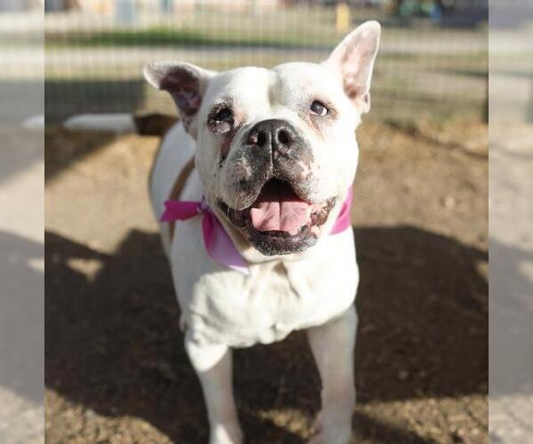 Medium Photo #1 American Staffordshire Terrier-Unknown Mix Puppy For Sale in San Antonio, TX, USA