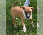 Small #2 Mutt