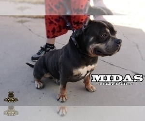 Father of the American Bully puppies born on 11/08/2024