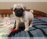 Small Photo #2 Pug Puppy For Sale in AZALEA, OR, USA