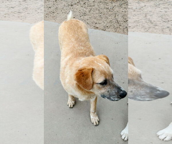 Medium Photo #2 Labrador Retriever-Red Heeler Mix Puppy For Sale in Pena Blanca, NM, USA
