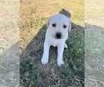 Puppy Purple girl Labrador Retriever