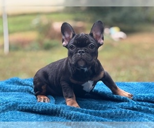 French Bulldog Puppy for sale in POWHATAN, VA, USA