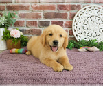 Small Golden Retriever