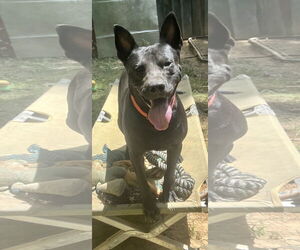 American Pit Bull Terrier-German Shepherd Dog Mix Dogs for adoption in Munford, TN, USA