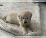 Small Photo #1 English Cream Golden Retriever Puppy For Sale in MIAMI, FL, USA