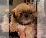 Small Photo #1 Shih Tzu Puppy For Sale in KIRKSVILLE, MO, USA