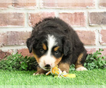 Small #6 Bernese Mountain Dog