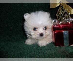 Maltese Puppy for sale in WEST PALM BEACH, FL, USA