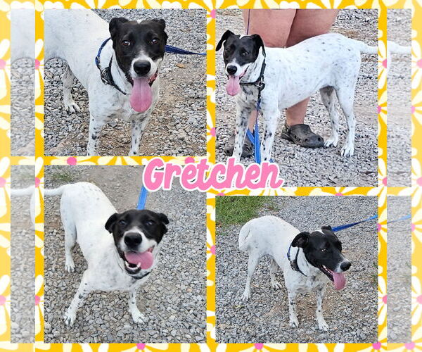 Medium Photo #3 Border Collie-Pointer Mix Puppy For Sale in Blacksburg, SC, USA