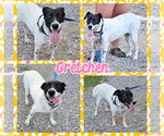 Small #2 Border Collie-Pointer Mix