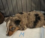 Small #9 Miniature Australian Shepherd