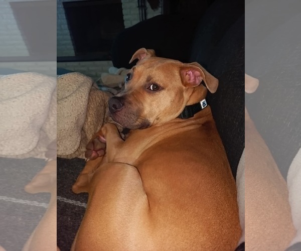 Medium Photo #1 American Pit Bull Terrier-Unknown Mix Puppy For Sale in Germantown, OH, USA