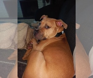 American Pit Bull Terrier-Unknown Mix Dogs for adoption in Germantown, OH, USA