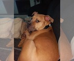 Small American Pit Bull Terrier Mix