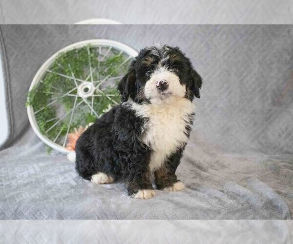 Medium Photo #2 Bernedoodle (Miniature) Puppy For Sale in MILLERSBURG, OH, USA