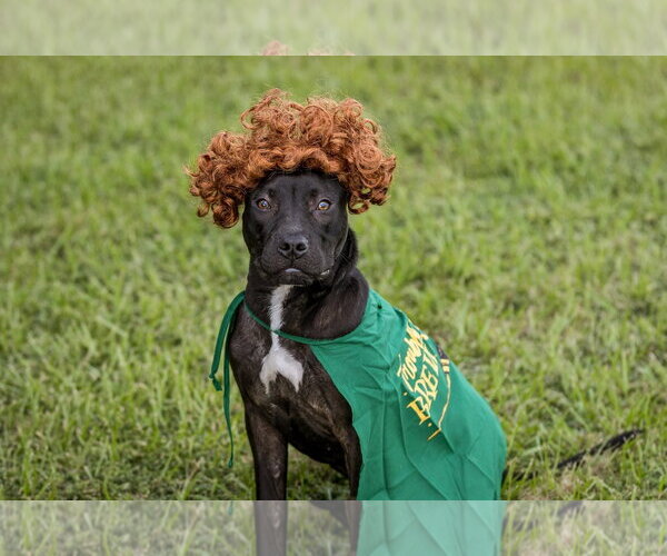 Medium Photo #4 Mutt Puppy For Sale in  Gainesville, FL, USA