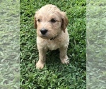 Small Photo #11 Goldendoodle Puppy For Sale in WOODLAND, AL, USA
