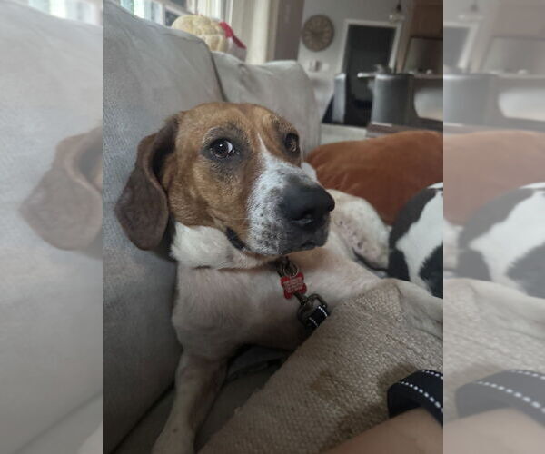 Medium Photo #3 Beagle-Unknown Mix Puppy For Sale in Springdale, PA, USA