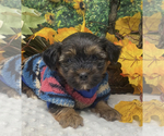 Puppy Milo Shorkie Tzu