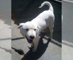 Neville of the Hogwarts family - Male Mutt Dog for Adoption - Photo #10