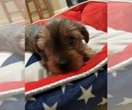 Small #8 Yorkshire Terrier